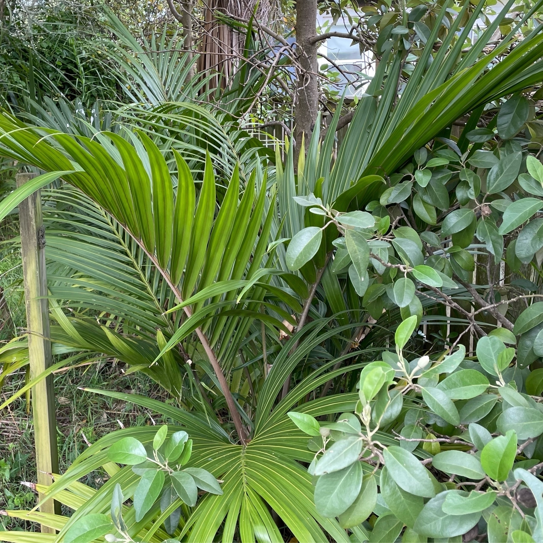 Nikau palms and other undergrowth 