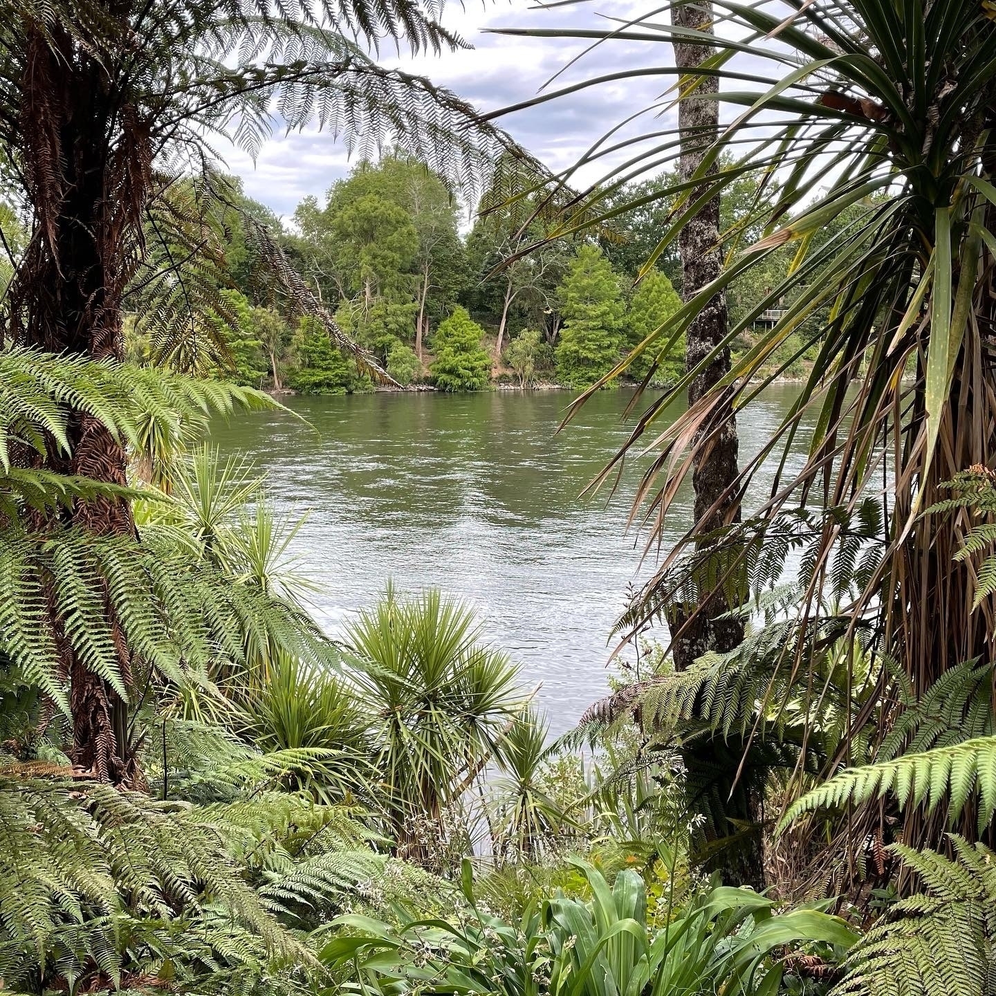 View of a full and wide river through lush subtropical foliage