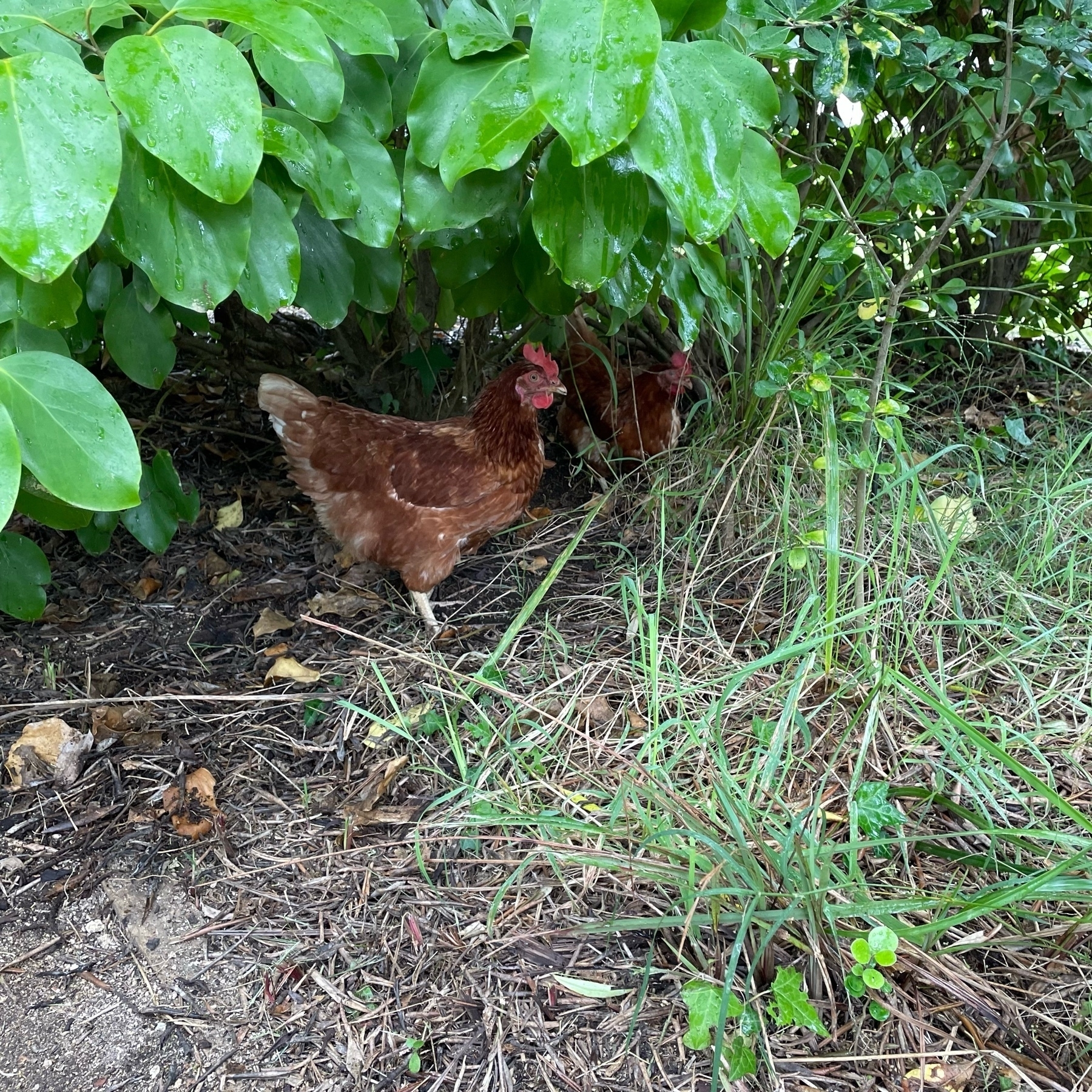 Two chickens enjoying foraging under lush vegetation.