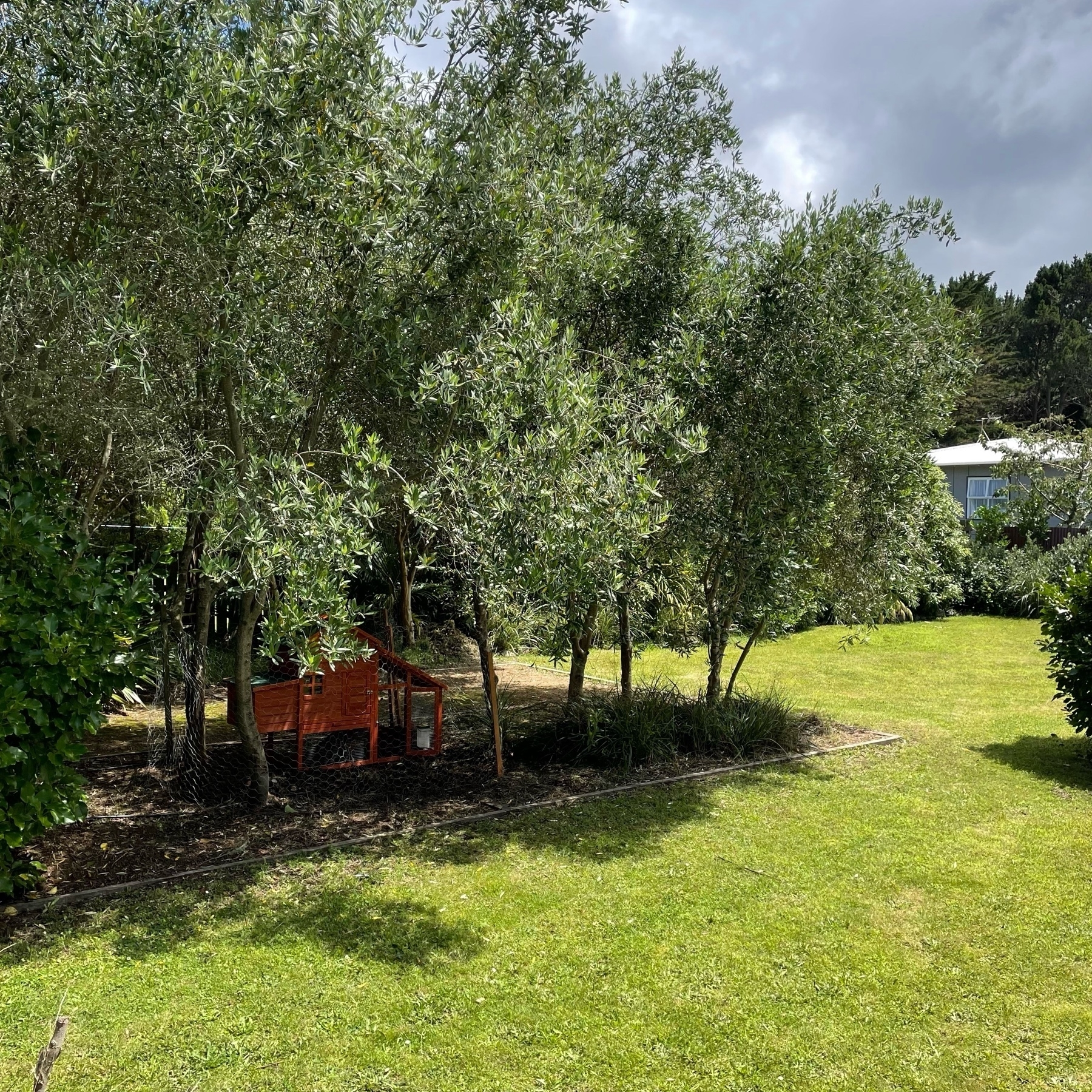 Olive trees in a garden with a chicken coop beneath.