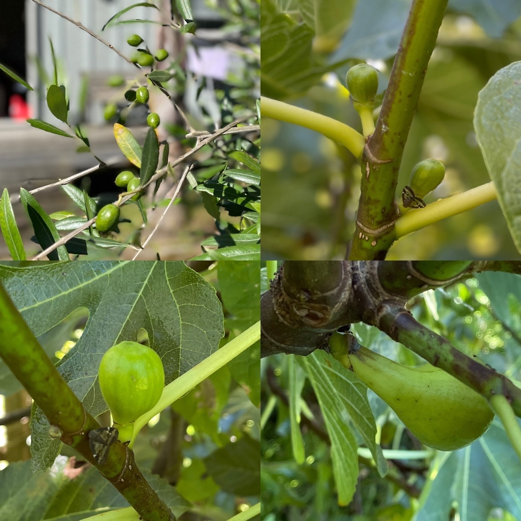 Collage of olives and figs from around the garden 